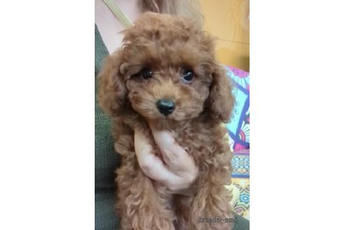 成約済の福岡県のトイプードル-252126の1枚目